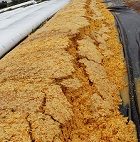 Casca / Polpa de Laranja (húmida / ensilada)